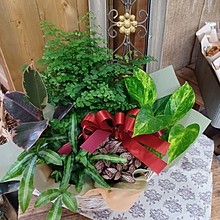 観葉植物寄せ鉢(鉢植え)