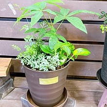 父の日用観葉寄せ植え