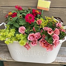 父の日用寄せ植えstandard