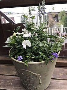 父の日用寄せ植えspecial